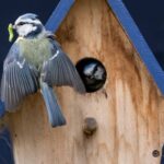 Pourquoi il est nécessaire d'arrêter de nourrir les oiseaux avec l'arrivée du printemps