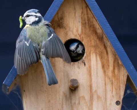 Pourquoi il est nécessaire d'arrêter de nourrir les oiseaux avec l'arrivée du printemps