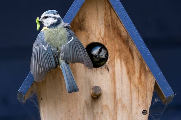 Pourquoi il est nécessaire d'arrêter de nourrir les oiseaux avec l'arrivée du printemps