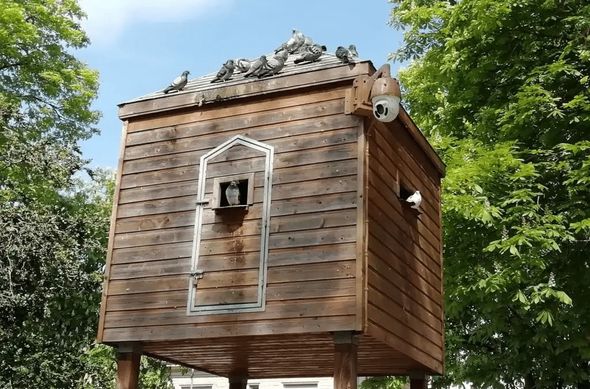 Rennes met en place un pigeonnier contraceptif pour réguler la population de pigeons