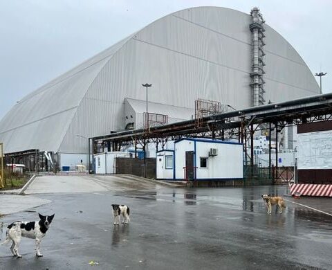 Tchernobyl : une mission vétérinaire pour contrôler la population de chiens errants dans la zone d’exclusion