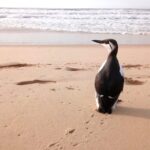 Trois associations attaquent l’Etat français pour protection insuffisante des oiseaux marins