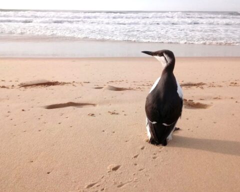 Trois associations attaquent l’Etat français pour protection insuffisante des oiseaux marins