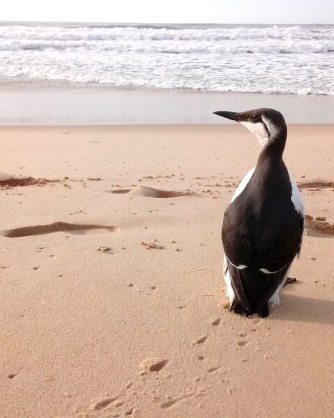 Trois associations attaquent l’Etat français pour protection insuffisante des oiseaux marins
