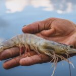 Un virus marin lié à des cas d'uvéite antérieure virale identifié chez l'Homme en Chine