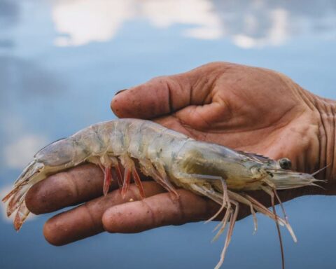 Un virus marin lié à des cas d'uvéite antérieure virale identifié chez l'Homme en Chine