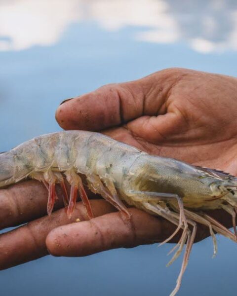 Un virus marin lié à des cas d'uvéite antérieure virale identifié chez l'Homme en Chine