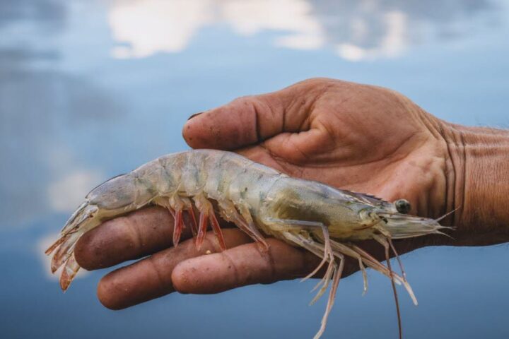Un virus marin lié à des cas d'uvéite antérieure virale identifié chez l'Homme en Chine