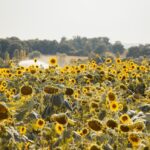 Vagues de chaleur en Europe : une fréquence et une gravité croissantes en 2025