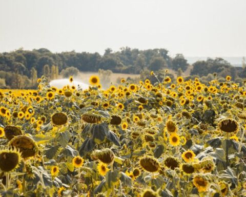 Vagues de chaleur en Europe : une fréquence et une gravité croissantes en 2025