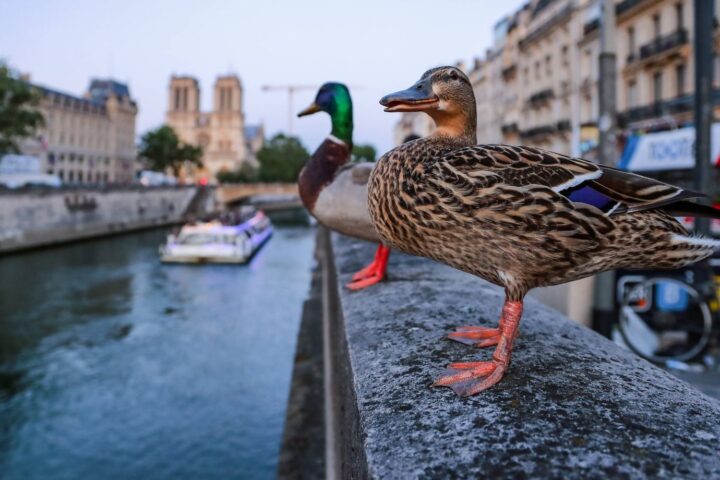 Biodiversité : la France face à des défis financiers pour atteindre ses objectifs de protection