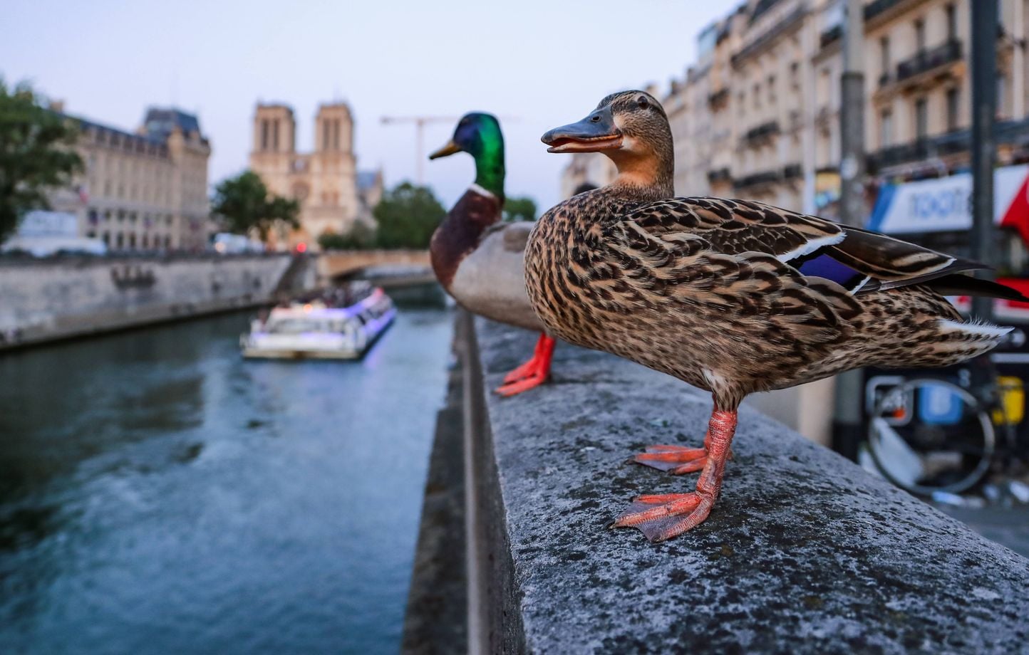 Biodiversité : la France face à des défis financiers pour atteindre ses objectifs de protection