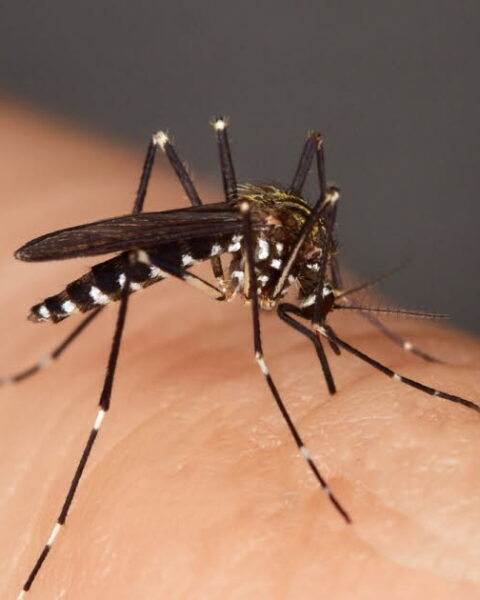 Chikungunya, dengue et Zika : la France confrontée à un risque élevé pour 2026