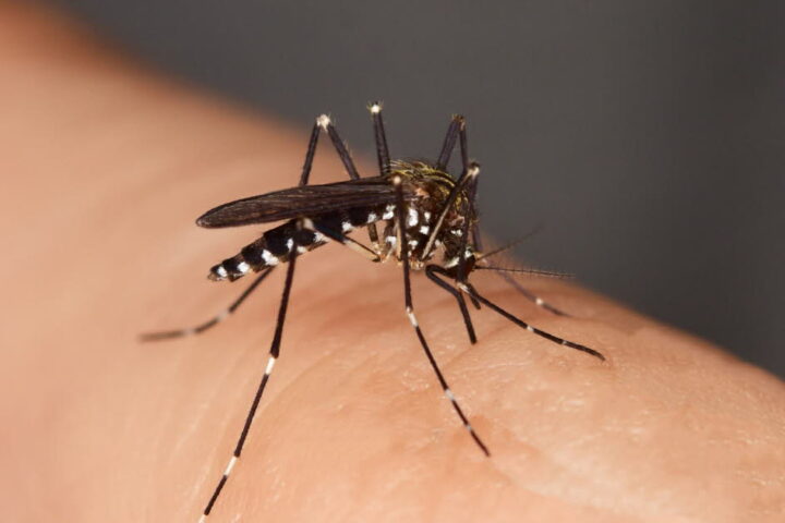 Chikungunya, dengue et Zika : la France confrontée à un risque élevé pour 2026