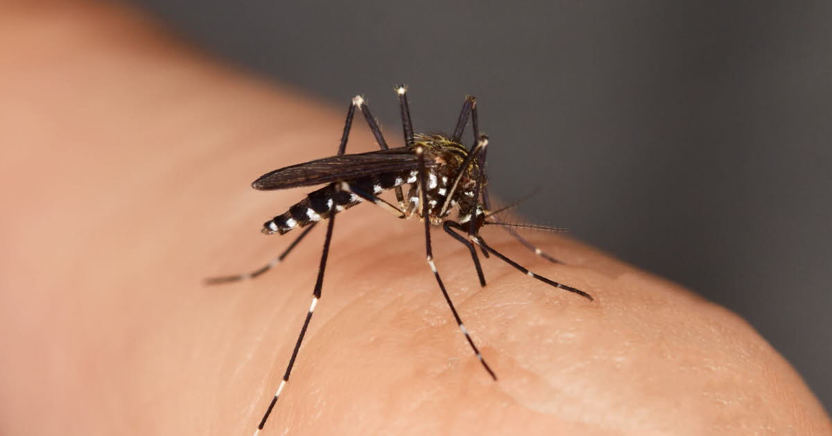 Chikungunya, dengue et Zika : la France confrontée à un risque élevé pour 2026