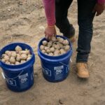 Controverse en Belgique sur l'autorisation temporaire d'un pesticide génétique non évalué en Europe