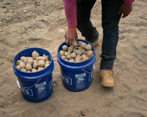 Controverse en Belgique sur l'autorisation temporaire d'un pesticide génétique non évalué en Europe