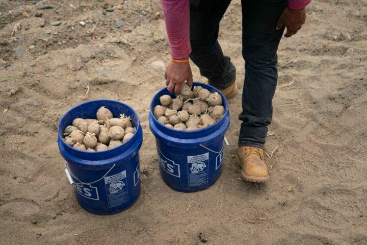 Controverse en Belgique sur l'autorisation temporaire d'un pesticide génétique non évalué en Europe