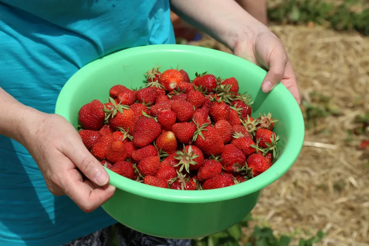 De nombreuses personnes lavent mal leurs fraises, malgré la présence de pesticides dans 93 % des barquettes non biologiques.