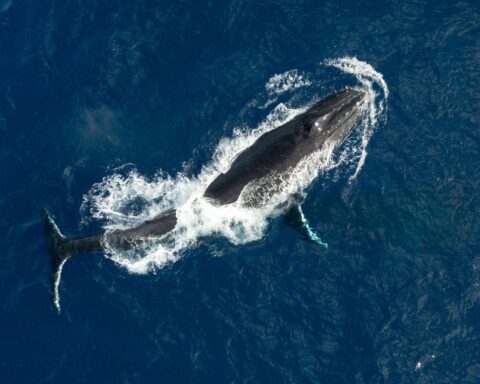 Deux baleines à bosse battent un record de migration entre l’Australie et le Brésil