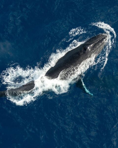 Deux baleines à bosse battent un record de migration entre l’Australie et le Brésil