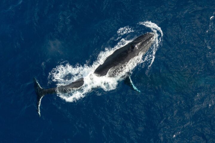 Deux baleines à bosse battent un record de migration entre l’Australie et le Brésil