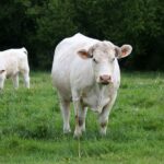 Faut-il craindre les vaches ? Un drame en Autriche relance le débat sur leur dangerosité
