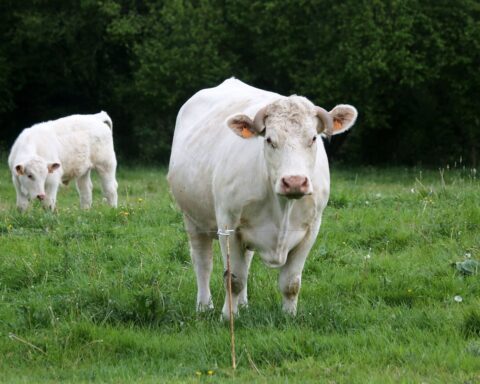 Faut-il craindre les vaches ? Un drame en Autriche relance le débat sur leur dangerosité