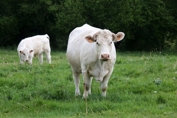 Faut-il craindre les vaches ? Un drame en Autriche relance le débat sur leur dangerosité