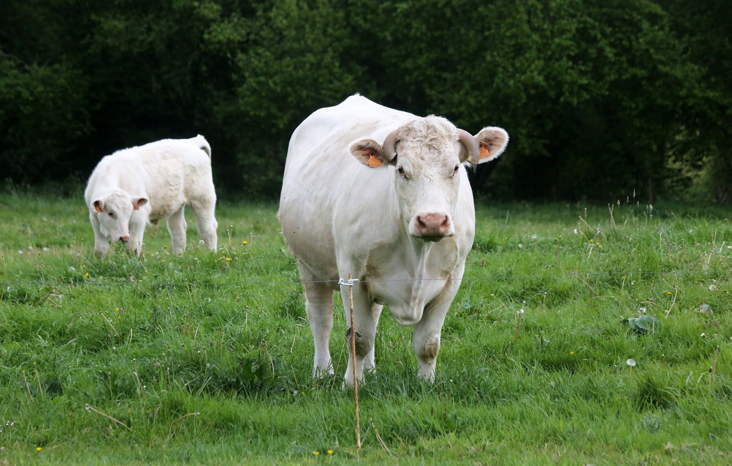 Faut-il craindre les vaches ? Un drame en Autriche relance le débat sur leur dangerosité