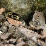 Jura : des cas de hantavirus détectés sur un navire de croisière en Bourgogne-Franche-Comté