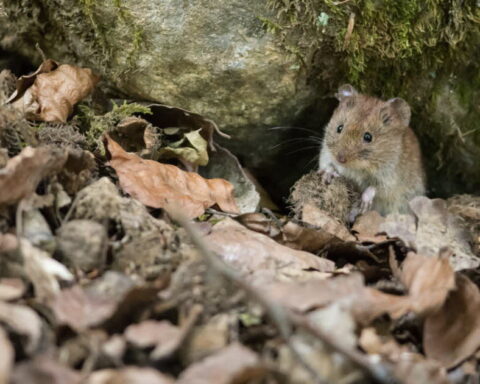 Jura : des cas de hantavirus détectés sur un navire de croisière en Bourgogne-Franche-Comté