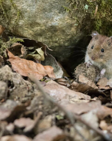Jura : des cas de hantavirus détectés sur un navire de croisière en Bourgogne-Franche-Comté