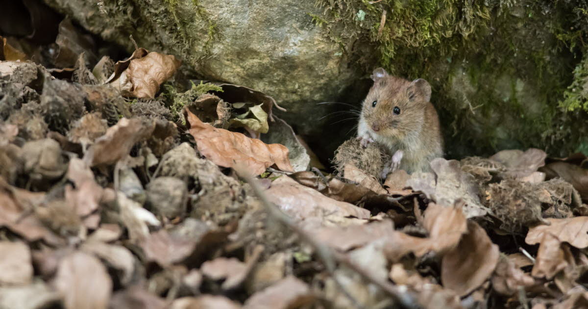 Jura : des cas de hantavirus détectés sur un navire de croisière en Bourgogne-Franche-Comté
