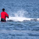 La baleine Timmy, secourue en Allemagne, retrouvée morte au large du Danemark