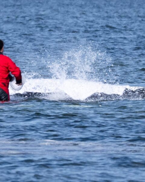 La baleine Timmy, secourue en Allemagne, retrouvée morte au large du Danemark