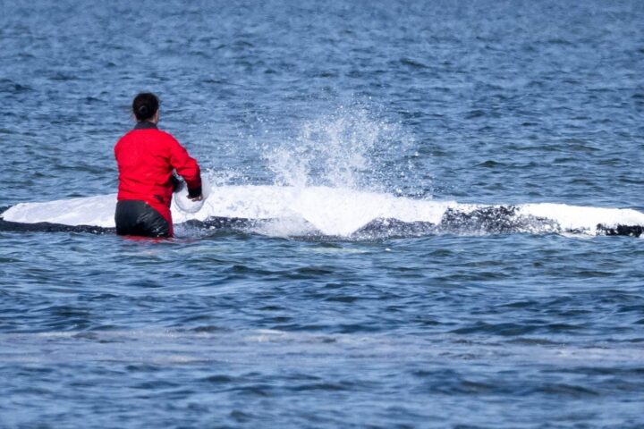 La baleine Timmy, secourue en Allemagne, retrouvée morte au large du Danemark