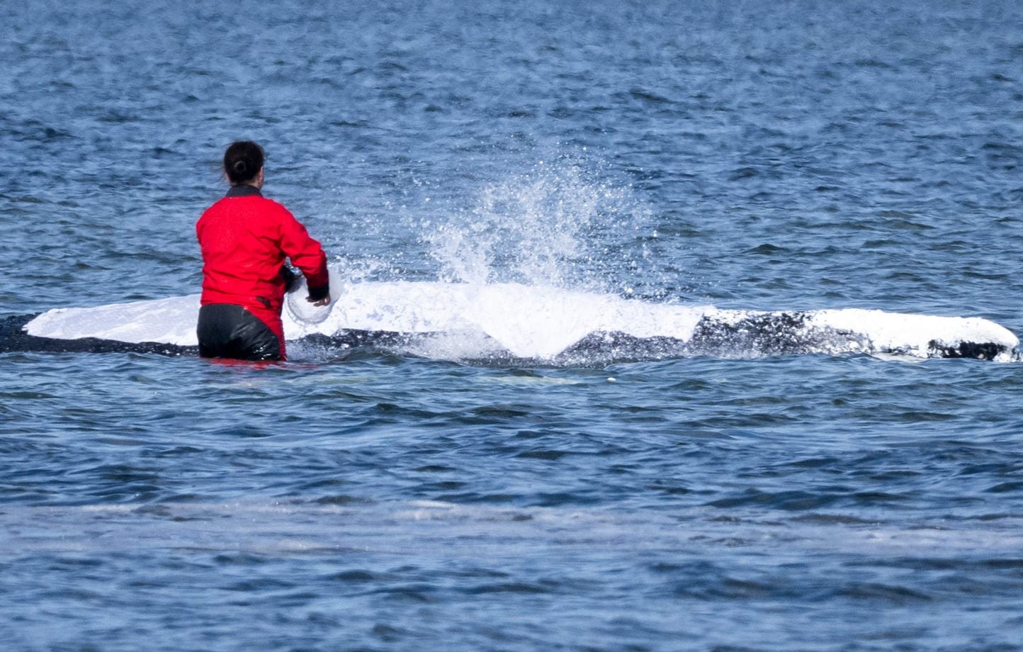 La baleine Timmy, secourue en Allemagne, retrouvée morte au large du Danemark