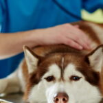La leishmaniose : comprendre cette maladie canine transmissible à l'homme en France