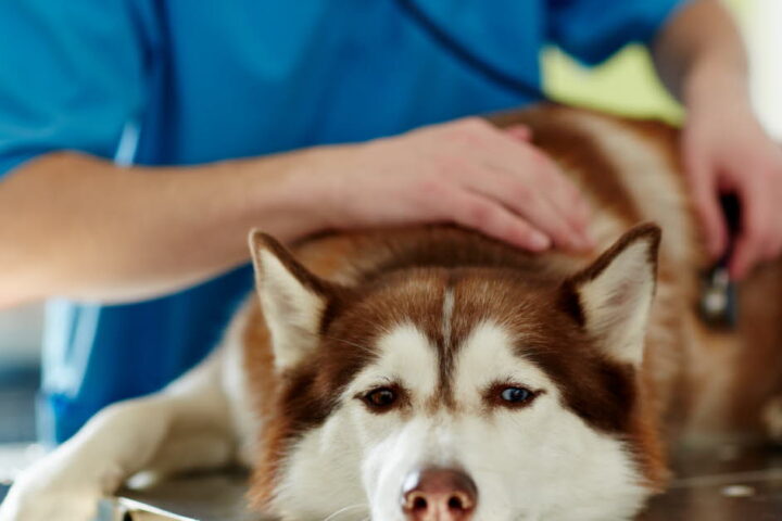 La leishmaniose : comprendre cette maladie canine transmissible à l'homme en France