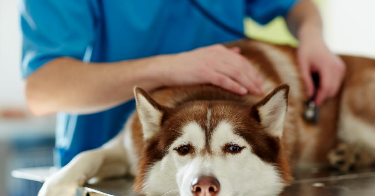 La leishmaniose : comprendre cette maladie canine transmissible à l'homme en France