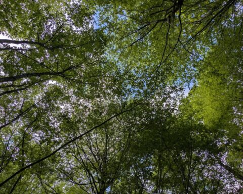 La priorité des Français se déplace vers l'économie au détriment de l'environnement, selon un sondage