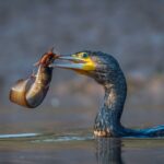 La République tchèque et neuf autres pays européens appellent à la réduction de la population de grands cormorans