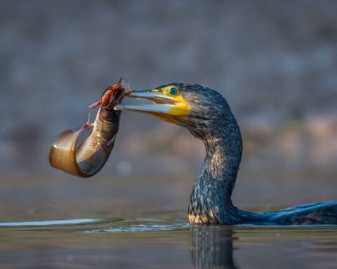 La République tchèque et neuf autres pays européens appellent à la réduction de la population de grands cormorans