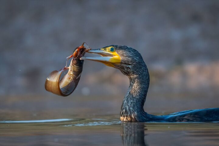 La République tchèque et neuf autres pays européens appellent à la réduction de la population de grands cormorans