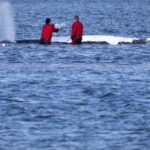 L'Allemagne relâche la baleine à bosse Timmy en mer du Nord après plusieurs semaines d'errance