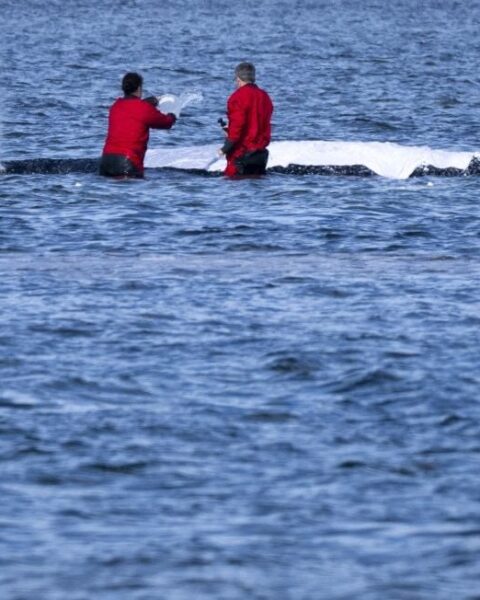 L'Allemagne relâche la baleine à bosse Timmy en mer du Nord après plusieurs semaines d'errance