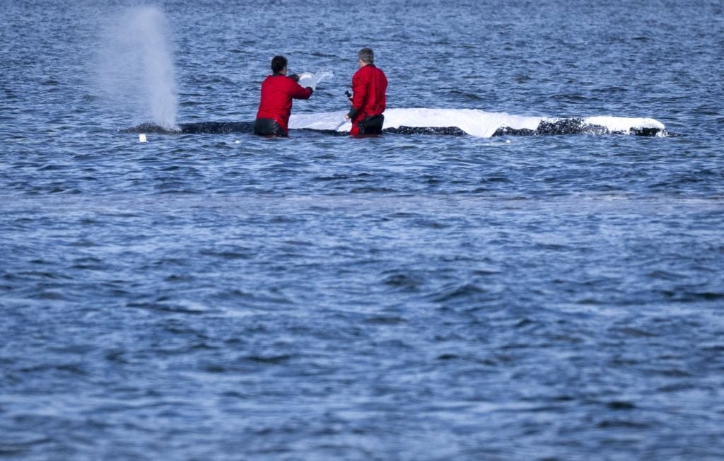L'Allemagne relâche la baleine à bosse Timmy en mer du Nord après plusieurs semaines d'errance