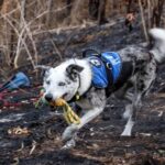 L'Australie lance une recherche pour un nouveau chien sauveteur de koalas après le départ à la retraite de Bear