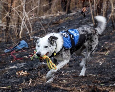 L'Australie lance une recherche pour un nouveau chien sauveteur de koalas après le départ à la retraite de Bear
